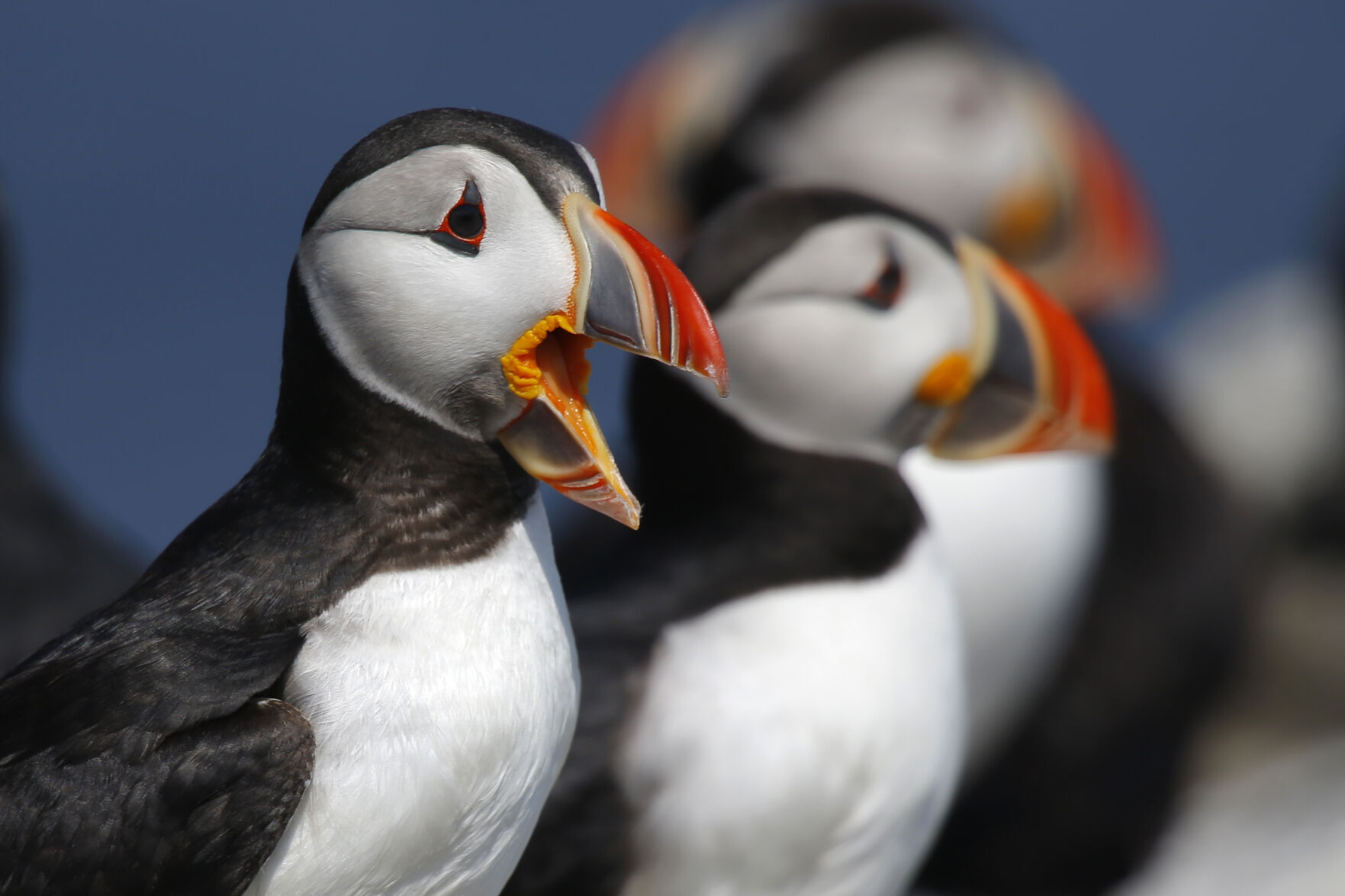 Puffins